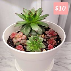 Succulents Arrangement 6 In Pot