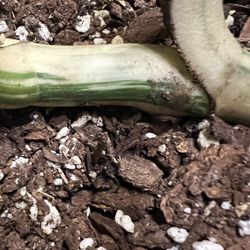 Variegated Monstera Albo Rooted Chunk (pls Read Description Below)