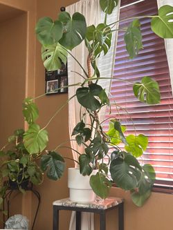House plant