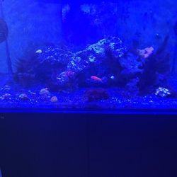 Reef Aquarium Redsea 250