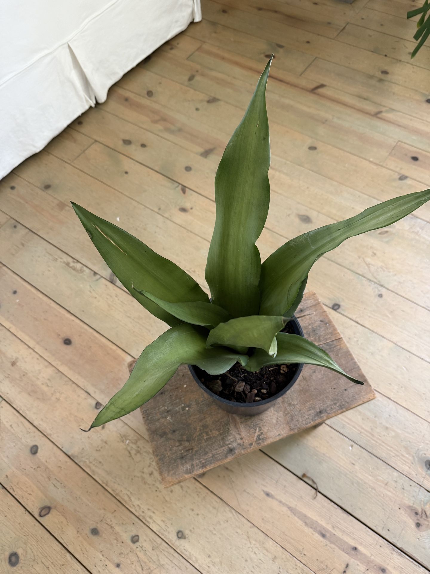 Sansevieria ‘Moonshine’ – Sleek & Silvery Snake Plant