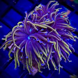 Saltwater Reef Fish Tank Artificial Decorations 