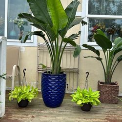 Beautiful White Bird Paradise Plants 