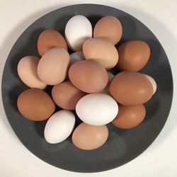 Organic Free Range Chicken Eggs