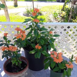 Blooming plants in pots. $5