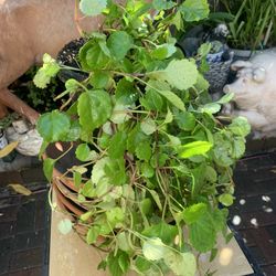 Charlie Plant 5 Gallon Container.