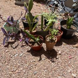 Plants, Cactus, Succulents 