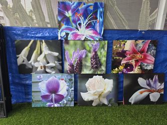 Canvas Flower Pictures