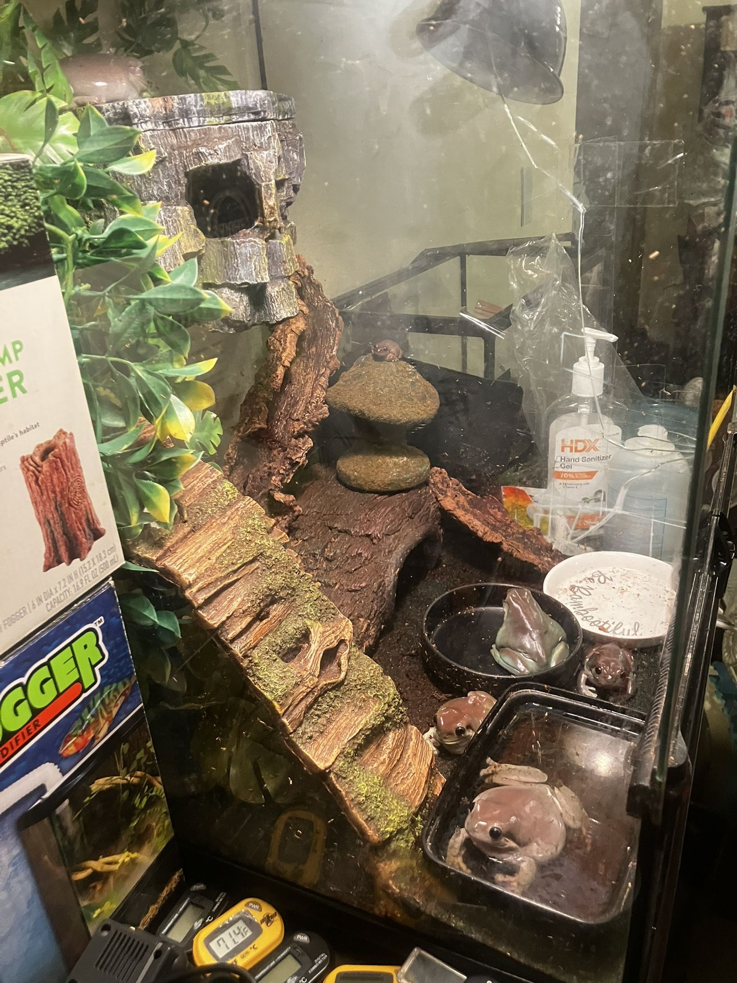 ***** !!!!!!MAJOR MOVING DEAL FOR * (3) TERRARIUMS/W SUPPLIES & 5 WHITES TREE FROGS!!!!!*****