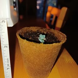 Baby Succulents In Starter Pots