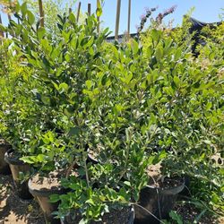 Ligustrum japonicum