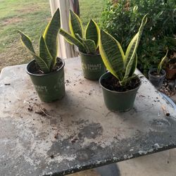 Snake Plants 1 Gallon $6 Each 