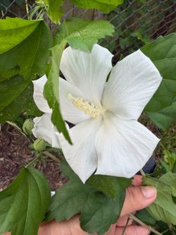 Hibiscus