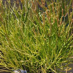 Firestick Plant READ DESCRIPTION 