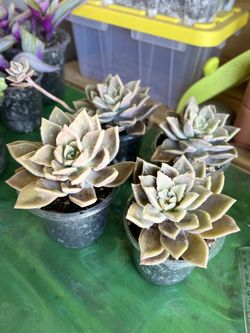 Succulent Cutting