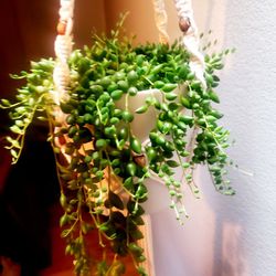 String Of Rain Drops/ String Of Pearls, Succulent In A Pretty White Pot With Macrame