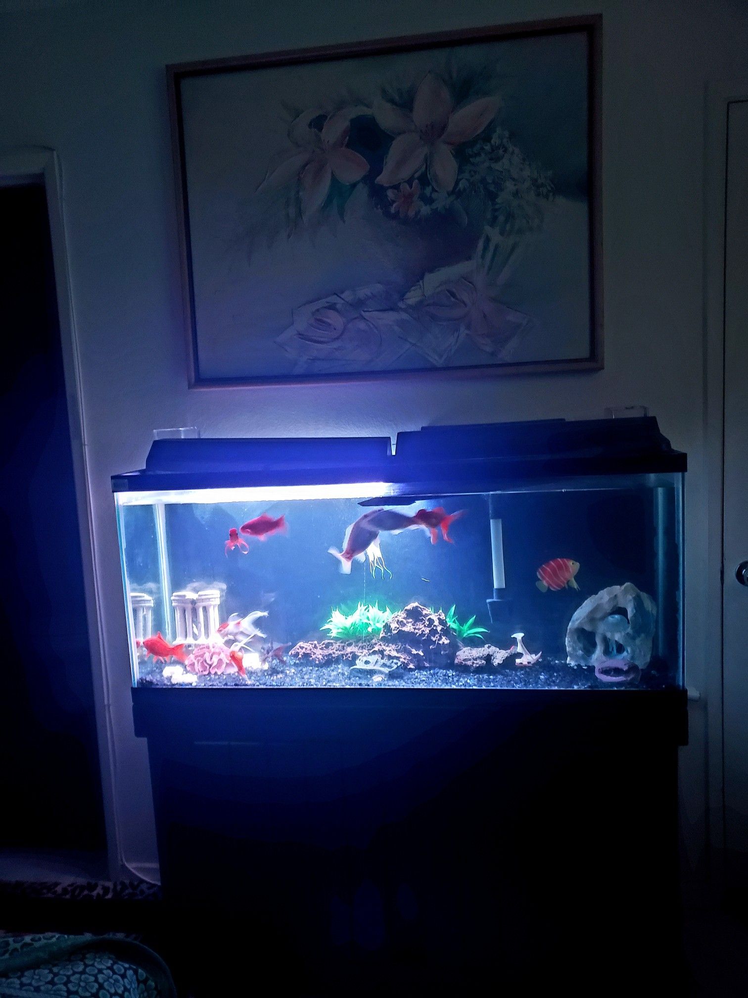 fish tank with stand And Everything