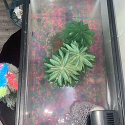 10gal Fishtank