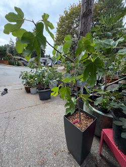 FIG - 10g Black Spanish