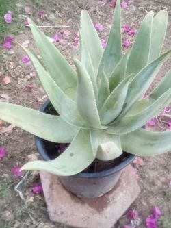 Large Ghost Aloe – 5 Gallon, Unique Color
Aloe Fantasma Grande – 5 Galones, Color Único