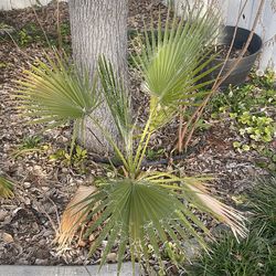 free small palms need to dig up though