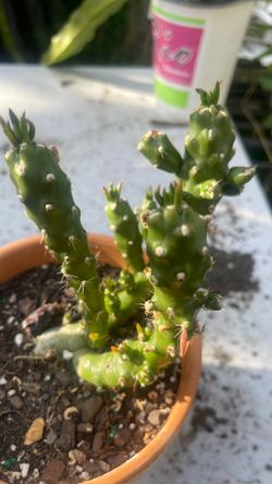 Succulent plant