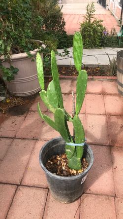 Cantús Nopal