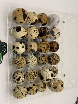 🔥 Jumbo Coturnix Quail Hatching Eggs 🔥