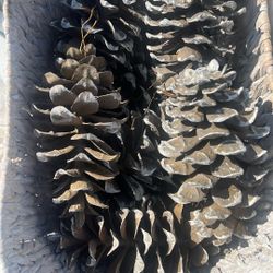 9 Long Pine Cones