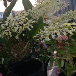 Orchids