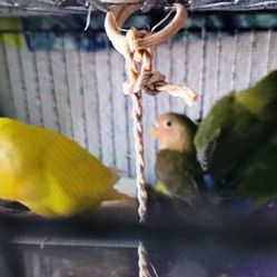 Tall Big 🕊️ Birds Cage For Big & Small lbirds Heavy Duty Cage 
