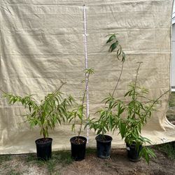 Peach tree / Arbol de Durazno $20 each