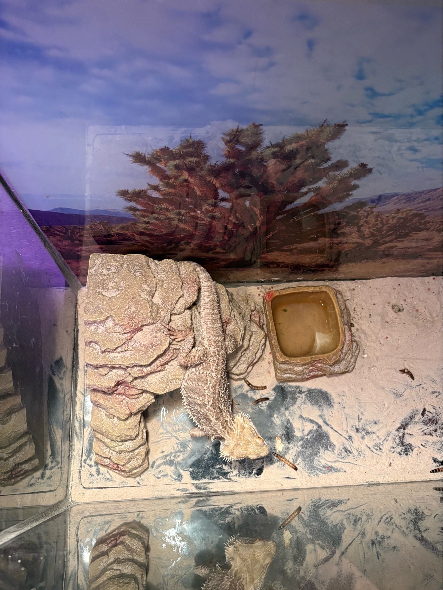 Breaded dragon