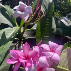Plumeria