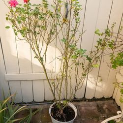 Healthy fully grown rose plant in decorative pot