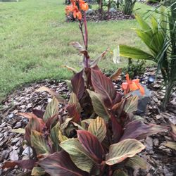 Tropicana  Canna Lily Plants