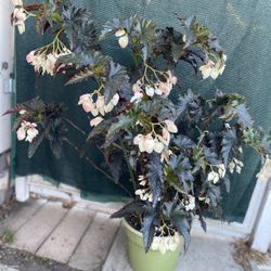 Large Angel Wing Begonia Fannie Mouser Blooming Fill Shade Plant, Is Indoor Or Outdoor In 5 Gallons Pot Pick Up Only 