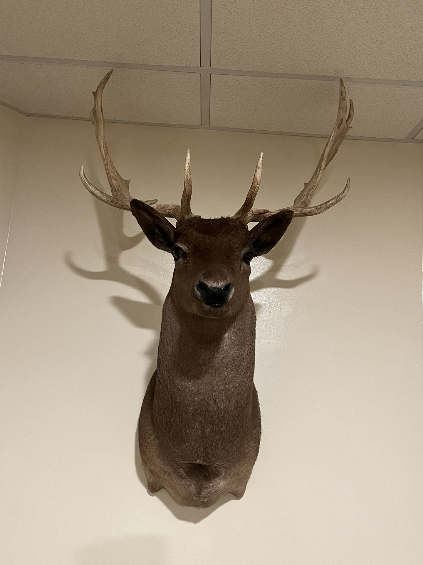 Fallow Deer Buck Taxidermy Chocolate Antler Mount Cabin Rustic