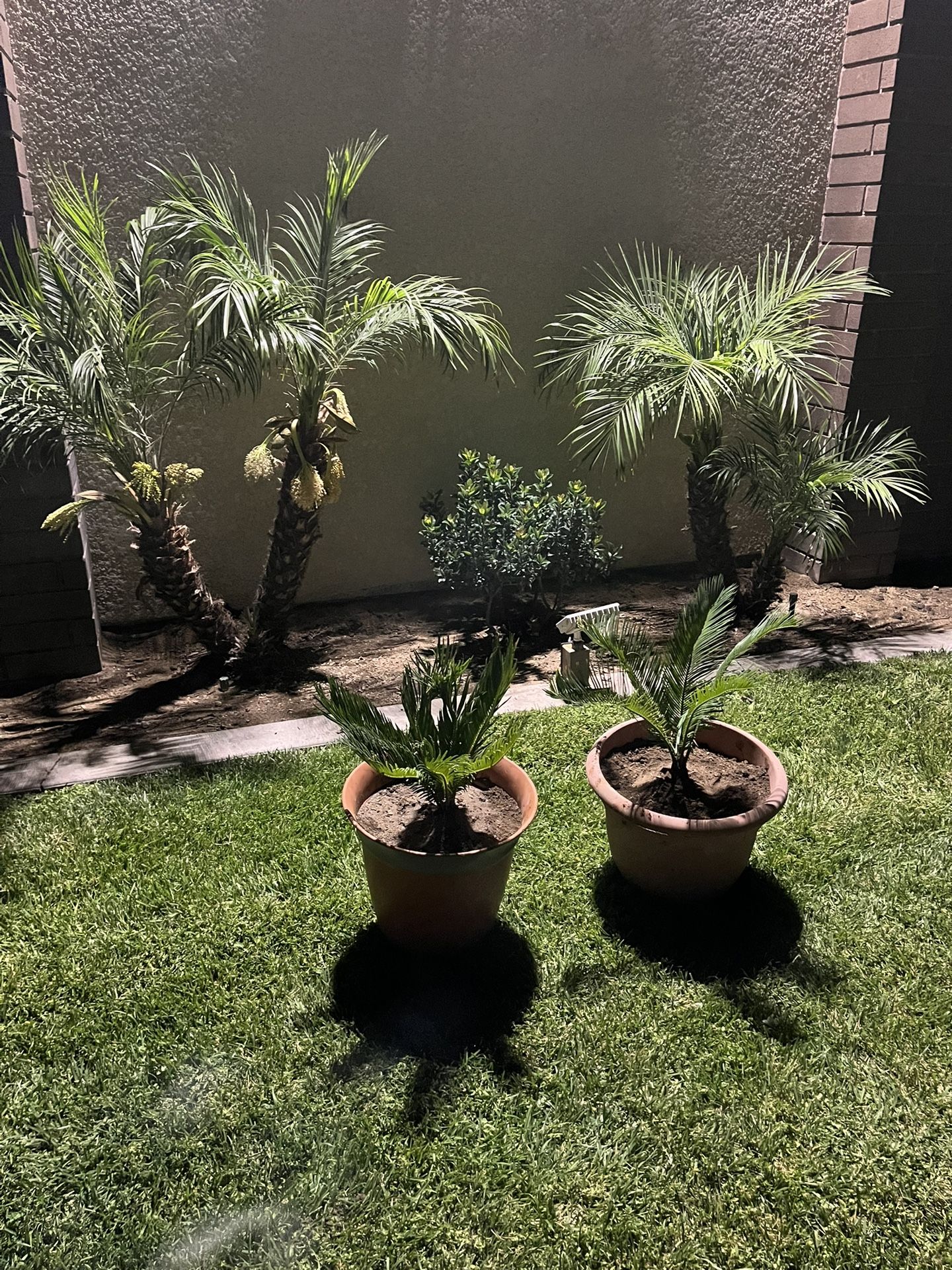 2 Palm Tree’s And Pots