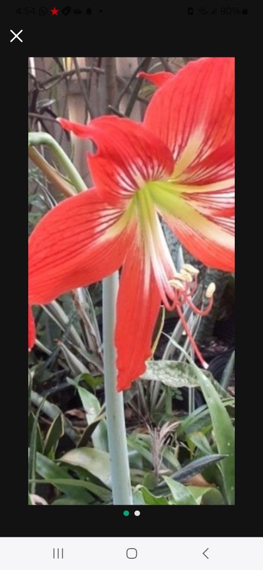 Amaryllis Bulbs