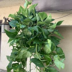 Hanging Indoor Pothos Plants25$ Eac