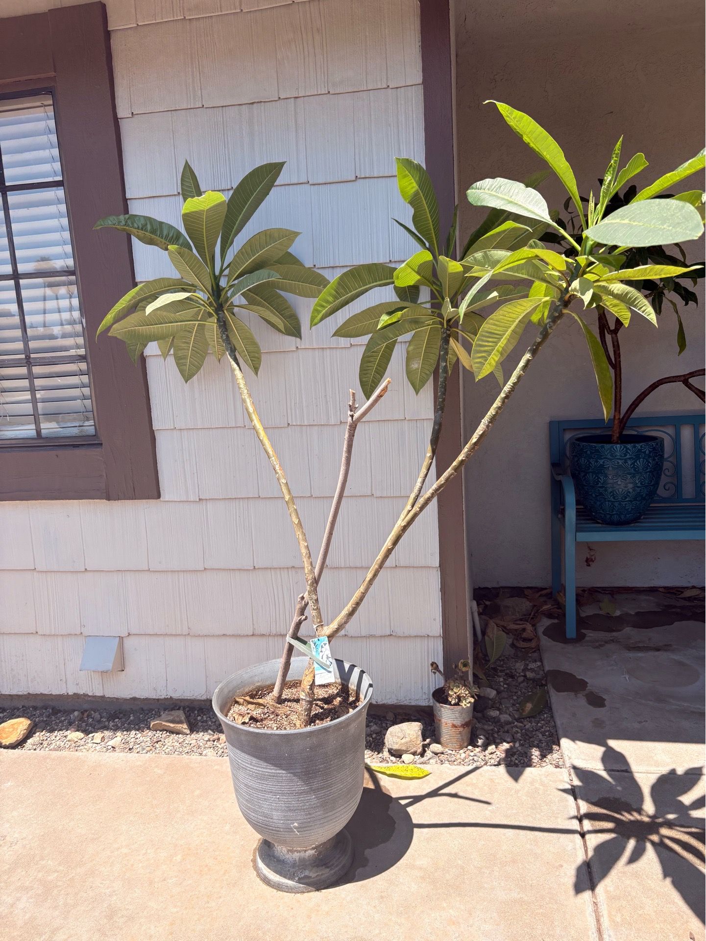 Plumeria tree - pink