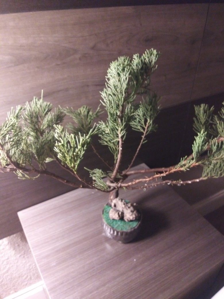 Bonsai Juniper