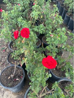 Red Intuition Roses