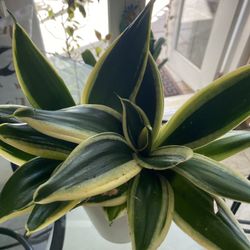 12 inch high Live plant double song of India in a Ceramic Pot made in Germany