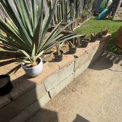 Agave Americana Marginata Variegated "Century Plant