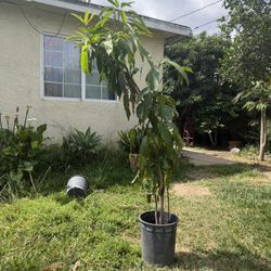 Mature Manila Mango Tree
