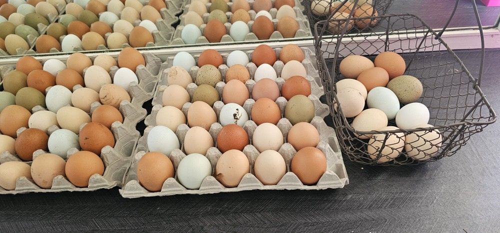 Fresh Organic Eggs
