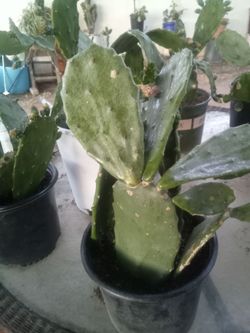 Large Blooming Prickly Pear Cactus in Pot – Rare Variety, Actively Flowering! ¡Gran Cactus Nopal