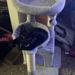 Purrfectly Pre-Loved Cat Tree! 